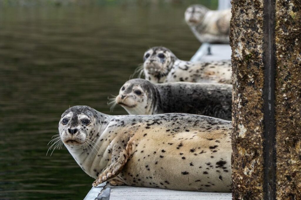 Seals on a dock in Gig Harbor