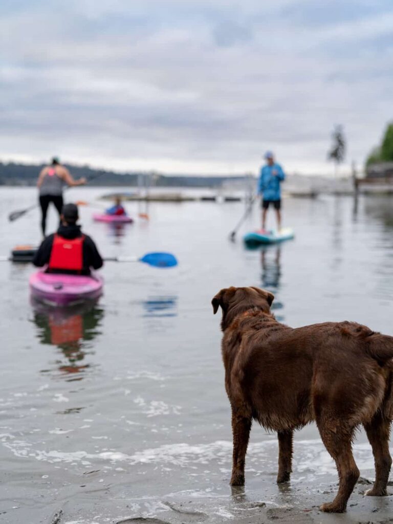 Beachgoers kayaking, paddle boarding, and playing with a chocolate Lab dog.